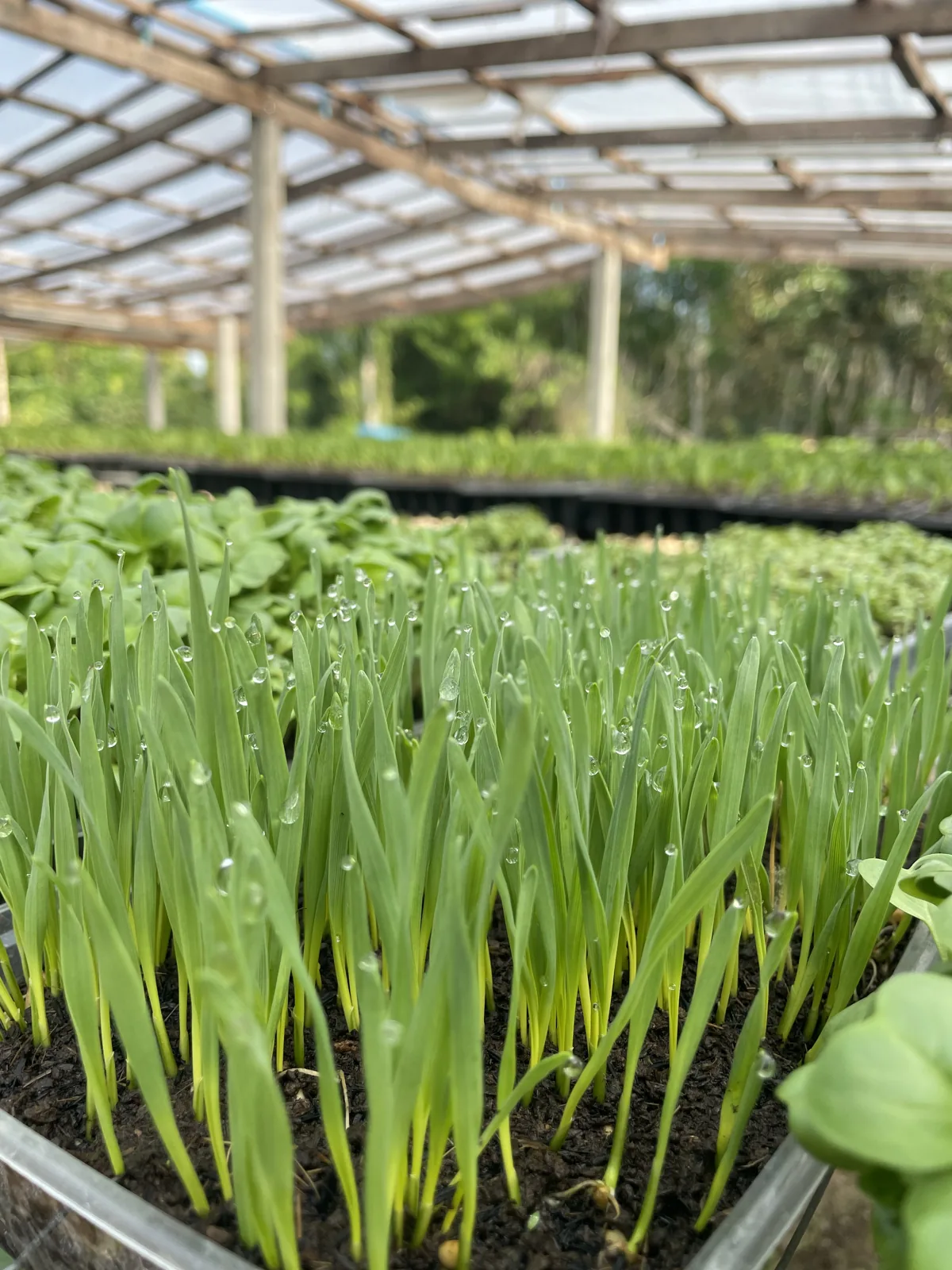ต้นอ่อนเขียวสดที่ใช้น้ำหมักชีวภาพ Spring Farm