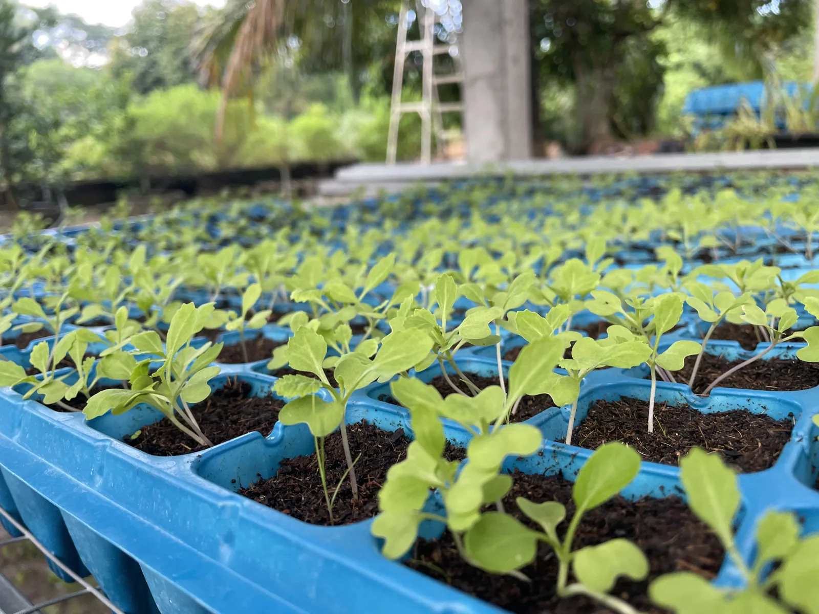 โรงเรือนเพาะกล้าของ Spring Farm