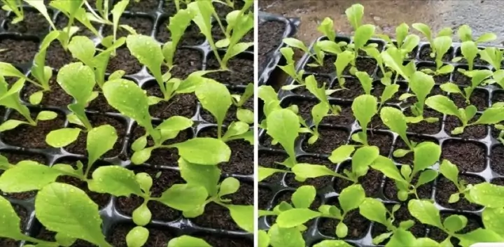 ต้นกล้าผักสลัดอายุ 14 วัน เพาะด้วยพีทมอส Spring Farm ใบเขียวหนา ขึ้นสม่ำเสมอทั้งถาด
