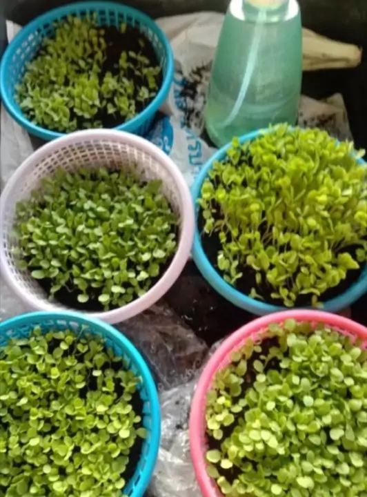 ต้นอ่อนผักขึ้นแน่นเต็มตะกร้าหลายใบ เพาะด้วยพีทมอส Spring Farm