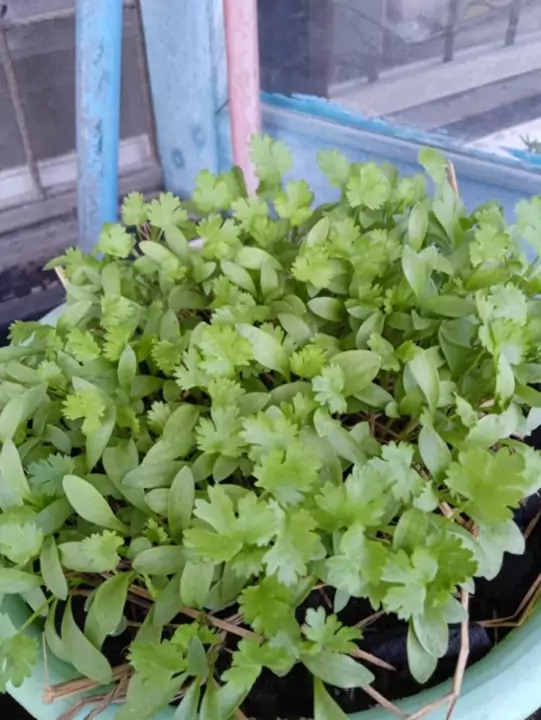 ผักชีขึ้นแน่นเต็มกระถาง ปลูกด้วยพีทมอส Spring Farm ที่เก็บไว้ข้ามปี