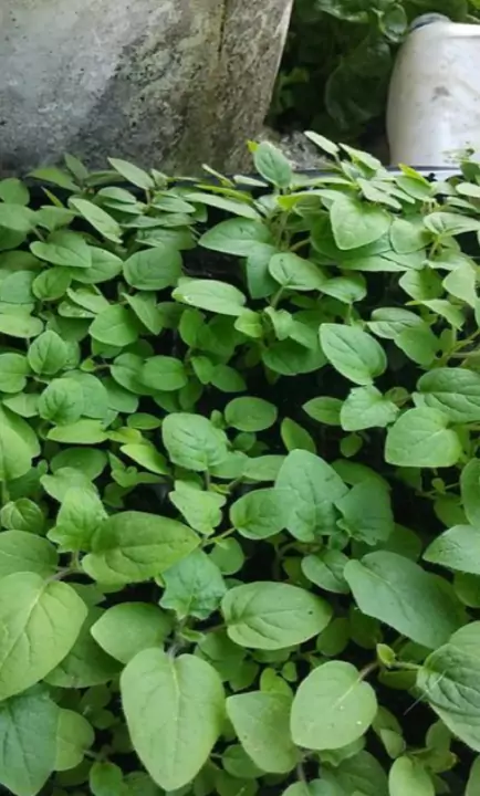 ต้นกล้าใบเขียวขึ้นแน่นทุกหลุมในถาดเพาะ ใช้พีทมอส Spring Farm