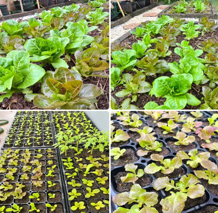 แปลงผักสลัดกรีนโอ๊คและเรดโอ๊คโตเต็มแปลง พร้อมถาดเพาะกล้าจากพีทมอส Spring Farm