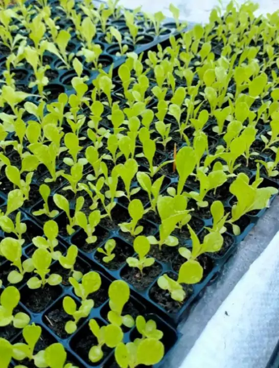 ถาดเพาะผักสลัดขึ้นเต็มทุกหลุม ใบเขียวสด เพาะด้วยพีทมอส Spring Farm