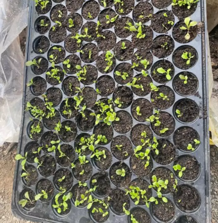 ถาดเพาะกล้าผักสลัดงอกครบทุกหลุม เพาะด้วยพีทมอส Spring Farm