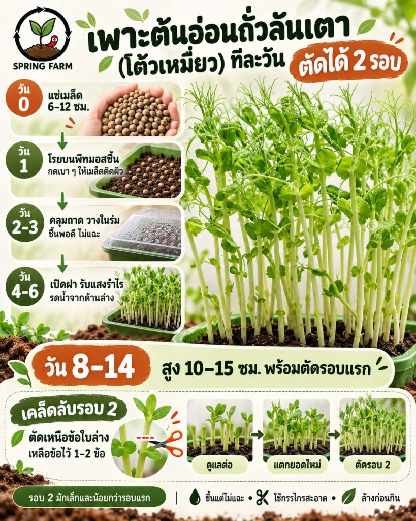 เพาะต้นอ่อนถั่วลันเตาในถาดพีทมอส ต้นสูงราว 10 ซม. พร้อมตัดกิน