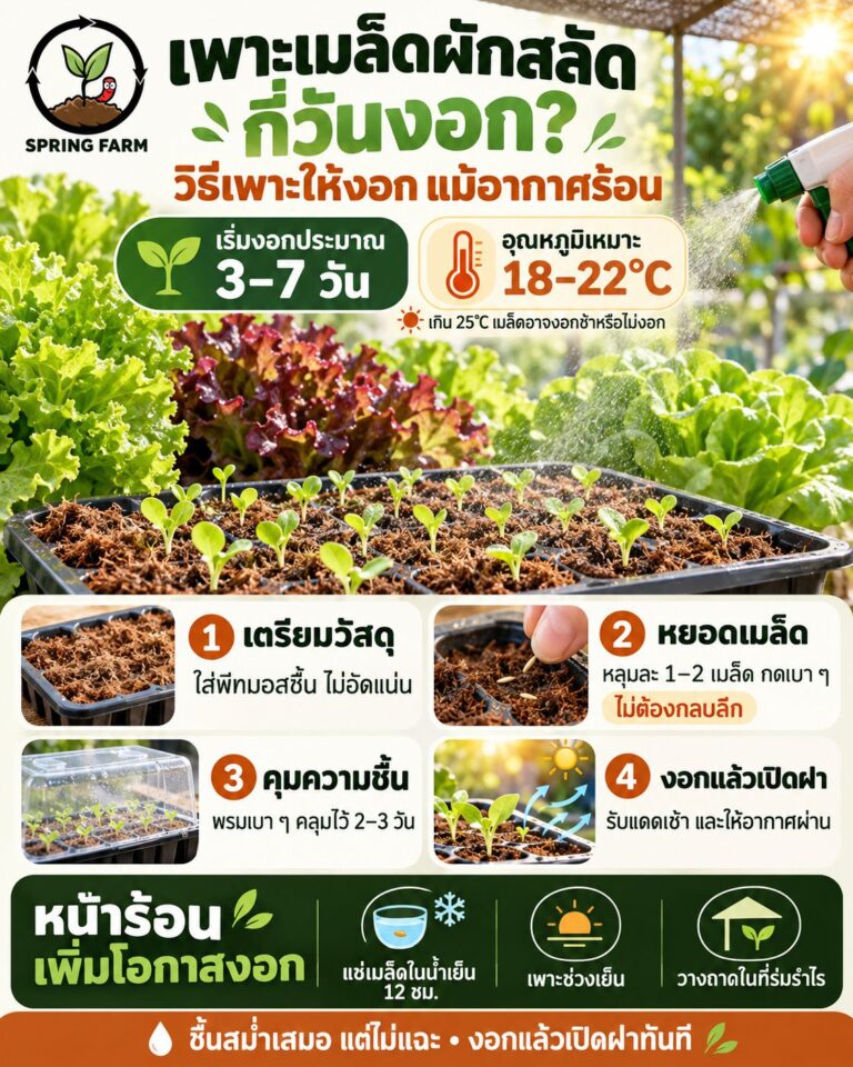 เพาะเมล็ดผักสลัดในถาดหลุมพีทมอส ต้นกล้ามีใบจริง 3 ใบ
