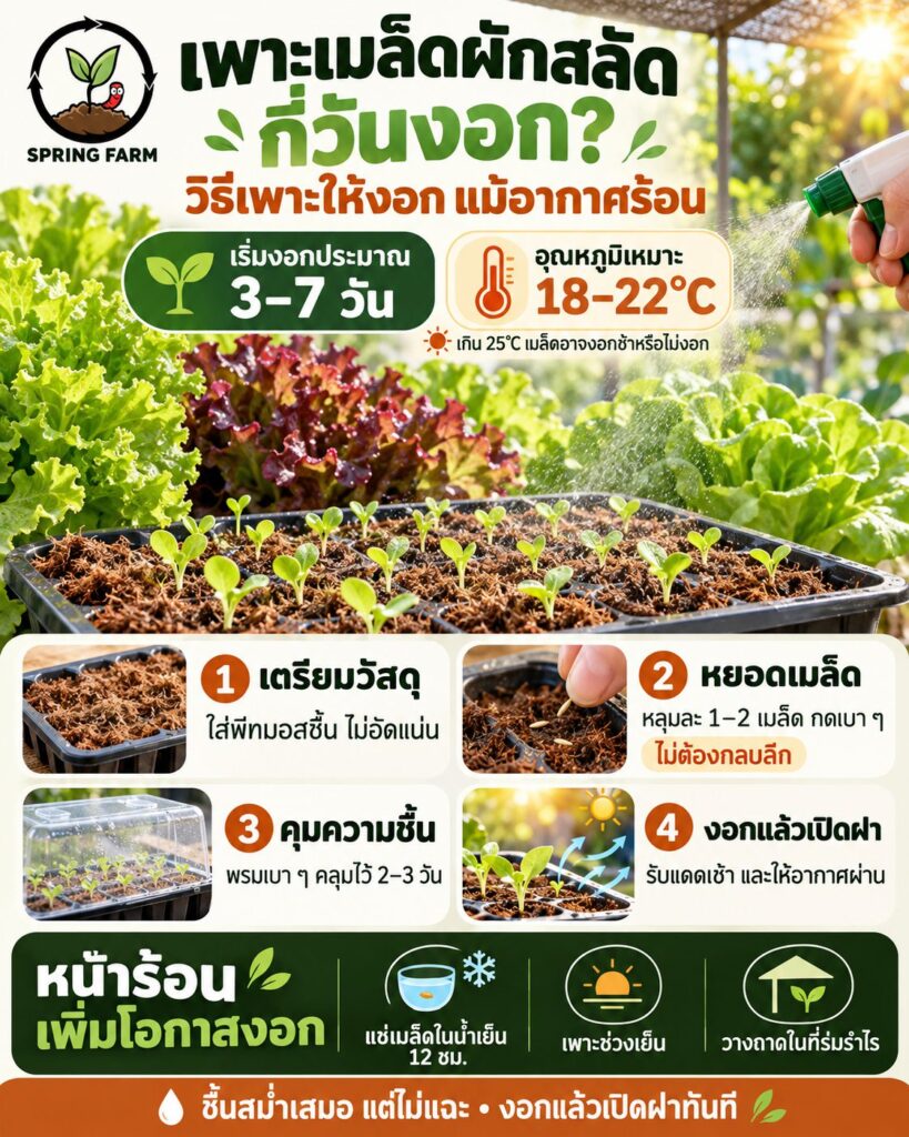 เพาะเมล็ดผักสลัดในถาดหลุมพีทมอส ต้นกล้ามีใบจริง 3 ใบ