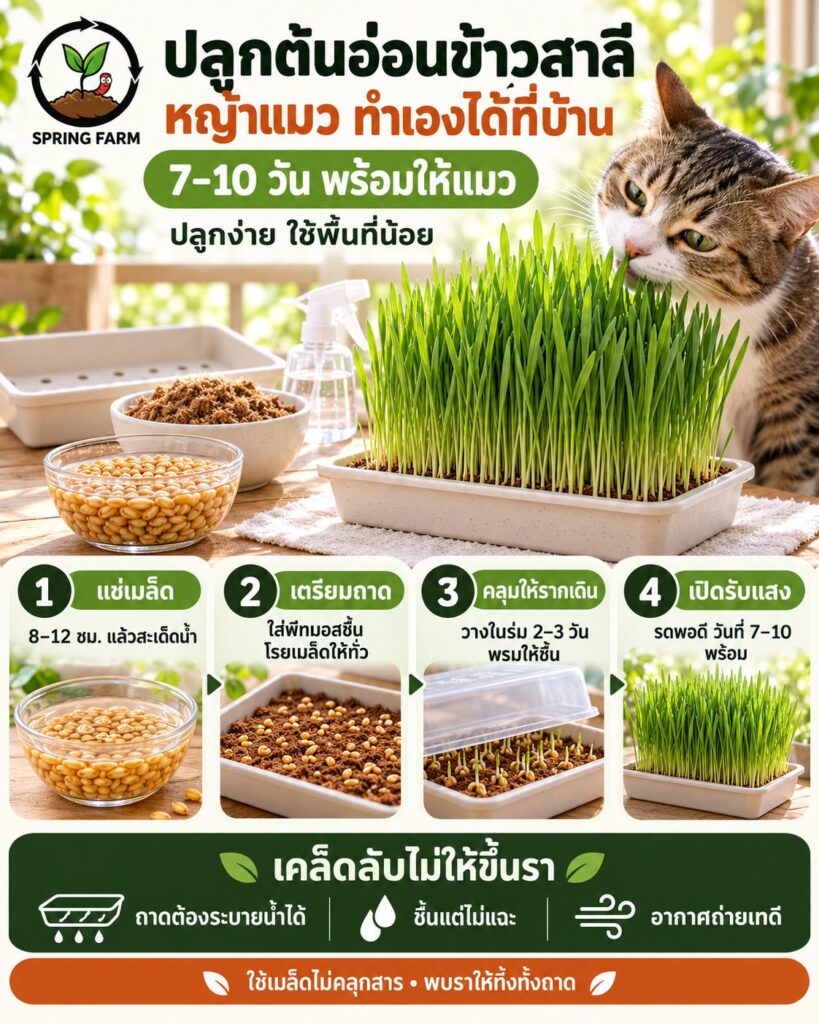 ปลูกต้นอ่อนข้าวสาลี หญ้าแมวในกล่องพีทมอส วางริมหน้าต่าง มีแมวกำลังดม