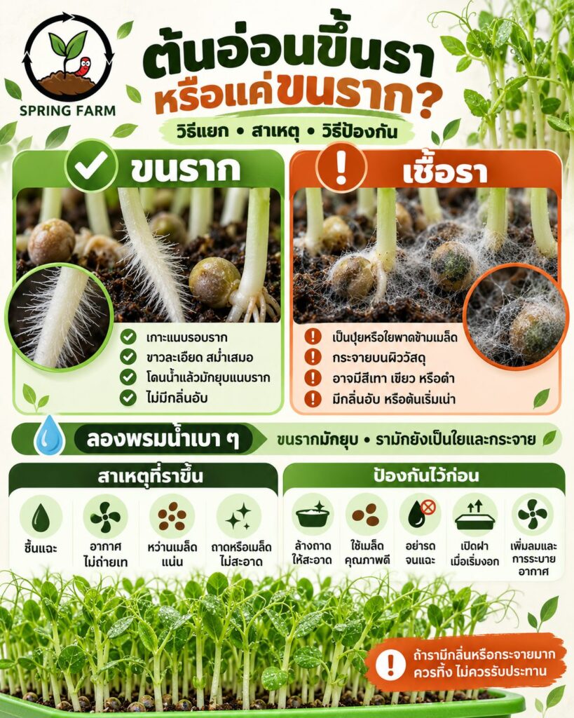 ต้นอ่อนขึ้นรา เทียบกับขนรากสีขาวปกติในถาดเพาะต้นอ่อน