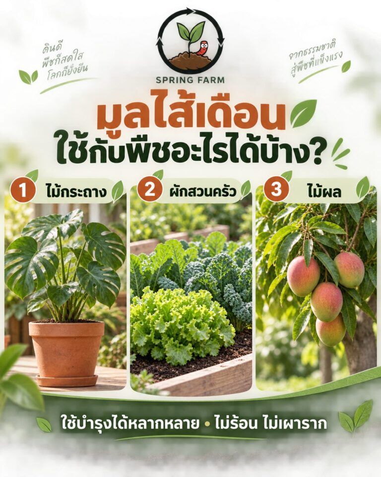 โรยมูลไส้เดือนหน้ากระถางสำหรับไม้กระถางและผักสวนครัว