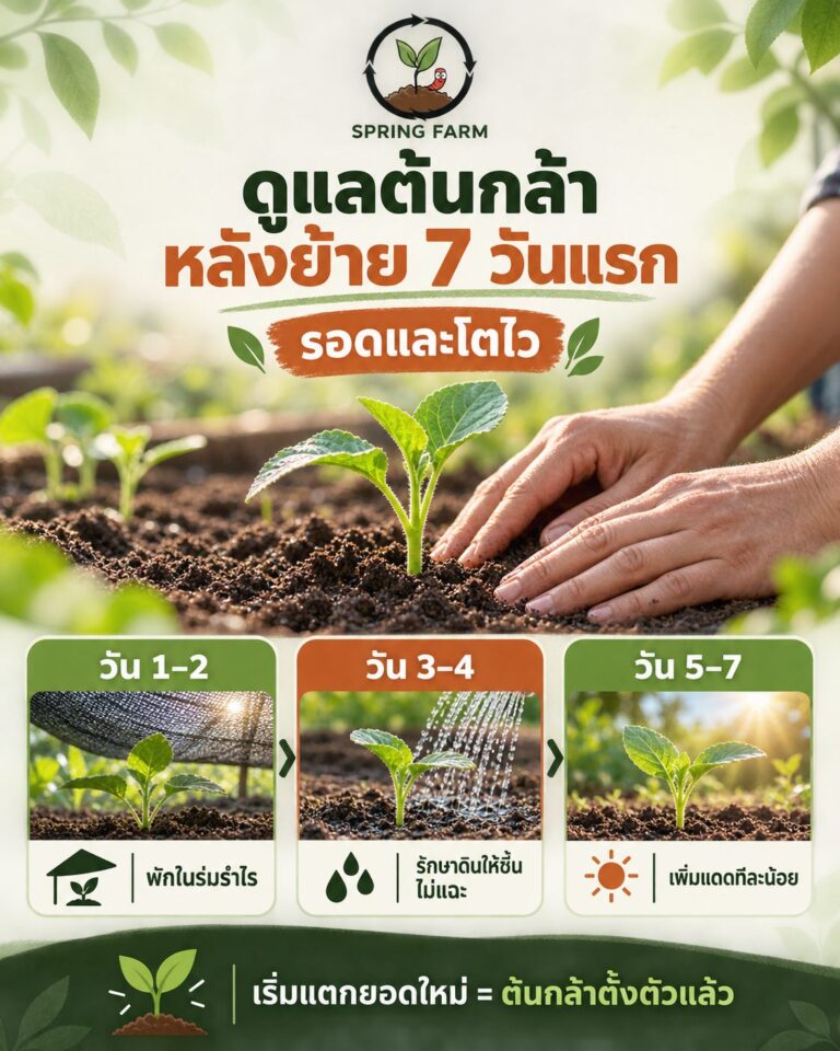 ดูแลต้นกล้าหลังย้าย รดน้ำ ใส่ปุ๋ย ในแปลงผักสวนครัวช่วง 7 วันแรก