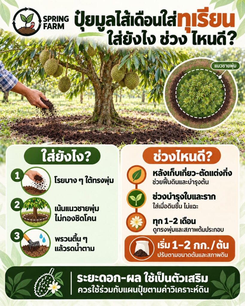 โรยปุ๋ยมูลไส้เดือนใต้ทรงพุ่มต้นทุเรียนในสวน ดินร่วนชุ่มชื้น