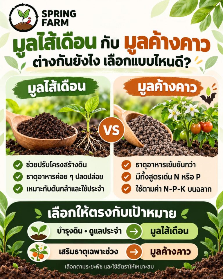 เปรียบเทียบมูลไส้เดือนกับมูลค้างคาว วางในถ้วยคู่กันข้างกระถางไม้ดอก