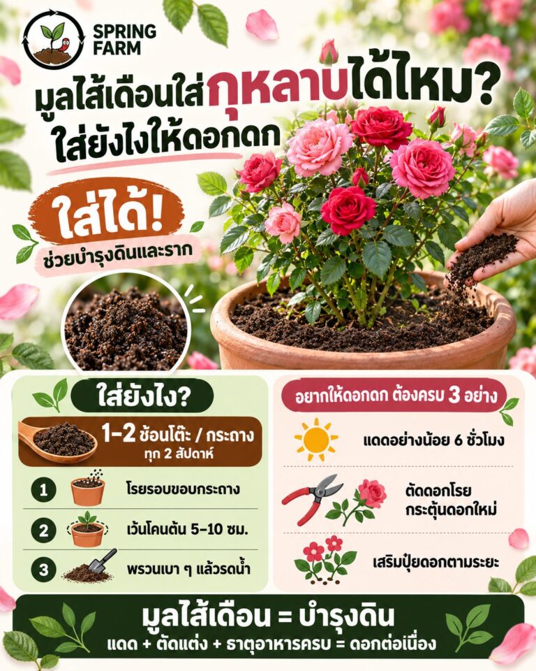 กุหลาบในกระถางออกดอกสวย โรยปุ๋ยมูลไส้เดือนรอบโคนต้น