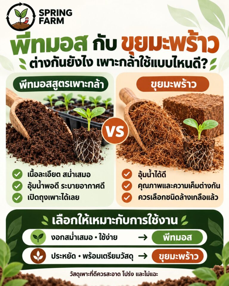 เปรียบเทียบพีทมอสเนื้อละเอียด กับขุยมะพร้าวที่มีเส้นใย วางในถาดคู่กัน