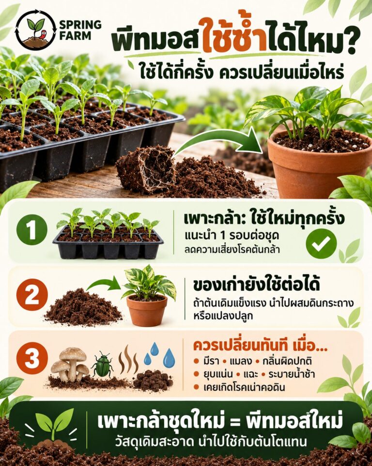 พีทมอสที่ใช้เพาะกล้าแล้วในถาด เทียบกับพีทมอสใหม่เนื้อฟูจากถุง