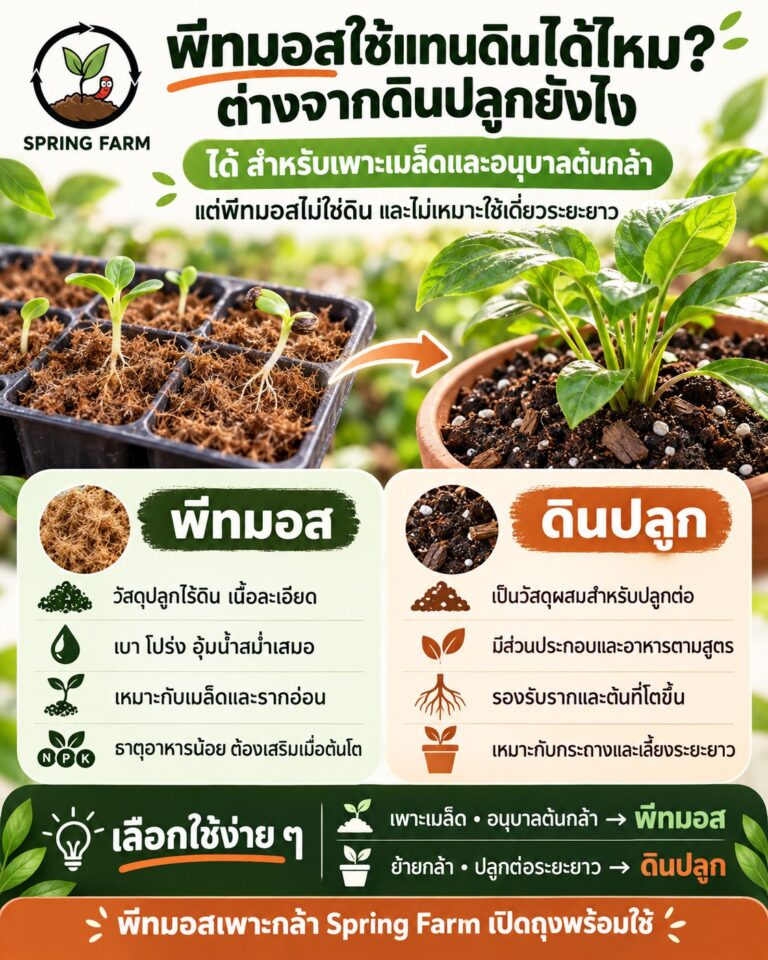 ต้นกล้าในถาดพีทมอส พร้อมย้ายลงกระถางดินปลูก เปรียบเทียบช่วงเพาะกับช่วงปลูก